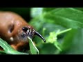 Slug eating a leaf in the back garden