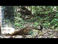 Rainforest Mirror Scares Passing Wildlife