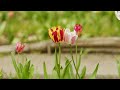 Gentle Blooming of Spring Flowers in 4K - Deep Relaxation to Spring Nature Colors & Sounds - Part #2