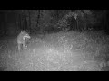 Wolves protect their young from Brown Bear [Captions]