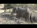 SafariLIVE 1o/12/16 Newborn Baby Elephant Sighting