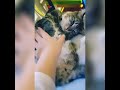 Gentle cat opens his legs for belly rub