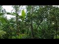 The sound of rain on the lush trees calms the heart and makes you sleep soundly, asmr