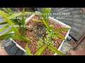 Private Orchid Collection Patio UPDATES April 2024 | Week In REVIEW #ninjaorchids