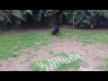 Rottweiler Play