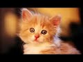 Super cute slideshow with music cats n dog