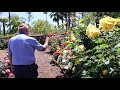 San Diego Rose Society Garden Tours: Ken Huff
