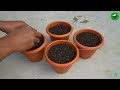 Growing aloe vera tree from leaf cuttings | aloe vera leaf planting