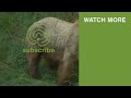 Supermom GRAZER nurses her Cubs in between smacking other Male Bears around!