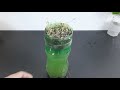 Grow coriander with this method in 7 Days