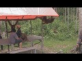 Orangutan - Man Of The Forest HD