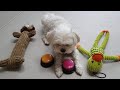 🐶 Cute puppy first grooming😍 [Yorkshire Terrier & Maltese]
