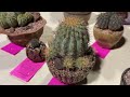 Part 1: 2022 Intercity Cactus and Succulent Show Tour