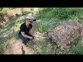 Increasing fertility around fruit trees with this soil building method