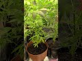 In House Grow 5 (Vegetative stage)