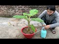 Unique banana propagation technique from banana tree tops that germinate super fast