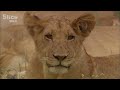 Lionesses Leave Their Pride in Search of a New Family | SLICE WILD | FULL DOCUMENTARY