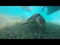 Snorkeling with a GoPro at Hatchet Caye