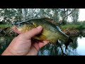 Bait fishing for Murray cod and yellowbelly (Golden perch, Callop) with cheese and worms