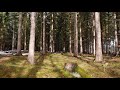 10 Hours Birds Singing Nature Sounds in the Forest Relaxing Sleep Meditation Antistress ASMR Sounds