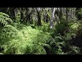 Jungle animal sounds - Relaxing bird singing - Calming nature sounds.