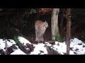 Eurasian lynx:  sleeping, grooming, watching.