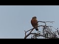 Fred a Red Shouldered Hawk in a tree on a windy day