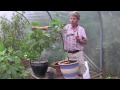 HOW TO GROW FIGS IN A CONTAINER OR POT
