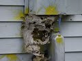Paintball gun vs wasps nest