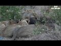 OMG! King Lion destroy Hyena cubs stupid go into his territory! Epic battle of King Lion Vs Hyena