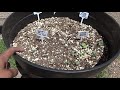 Testing Out DollarTree 25 Cent Vegetable Seeds! Sowing to First Sprouts!