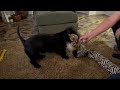 Scottish Terrier Rory having a tantrum