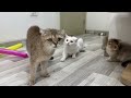 New Funny Animals 😂 Funniest Cats and Dogs Videos 😹🐶 Part 11