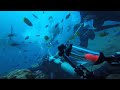 FIJI Tiger Shark Attack 2019 angle 3 斐济潜水被虎鲨攻击 角度3