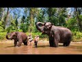 DJI OSMO POCKET 3 - Khao Lak Elephant Home