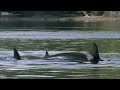 Amazing Orca Dolphins Leap from the Water | Deadly 60 | BBC Earth