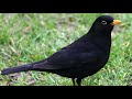 Chamada / melodia / Melro preto- pássaros cantando / cantando