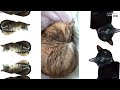 猫が香箱座りしている時の胸元のモフモフがたまらない