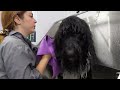 The Owner Was SHOCKED At Pick-Up | Saving The Coat On A Matted Doodle