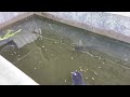 Aktifitas Memberi Makan Ikan Gurame di kolam