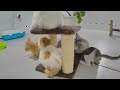😻 A fun day with silly cat actions 😂 Funny And Cute Animal Videos 2024 😂😹