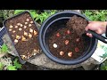 The Art of PLANTING BULBS in POTS & CONTAINERS Explained: LAYERING Tulips, Daffodils AND Crocus