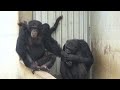 July 2021 Tama zoo chimps Baby Ibuki interrupts Fubuki from the kids' room