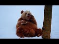 The world's only captive brown panda Qi Zai playing in the Snow.