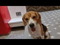Complete Beagle Feeding Guide (Puppies to adult beagles) | What To Feed | How Much to Feed