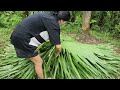 The real life of a 15-year-old girl without a home who built a shelter in the forest.| Lý Dương Ca.