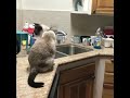 Kitten Chirps at a House Fly
