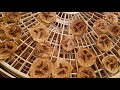 How to Dehydrate Bananas in a Food Dehydrator | Dehydrating Bananas for Long Term Food Storage