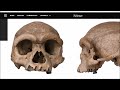 Sulawesi ~ 7000+ Y. O. Skeleton ~ Denisovan DNA & The Mysterious Toaleans