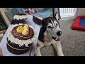 Husky Gets More Cool Gifts In His Latest Unboxing 😍